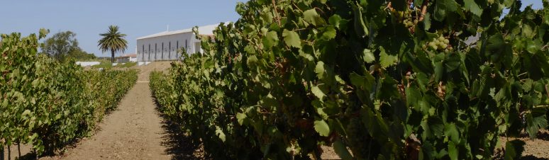 Vinha Jnt Adega Fundo _LPF5781 Sabicos 1