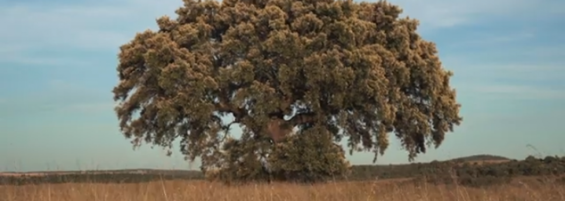 Município de Redondo aplaude prémio a filme promocional da Turismo do Alentejo e Ribatejo