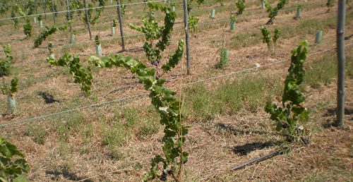 BioManelicos, Unipessoal, Lda.