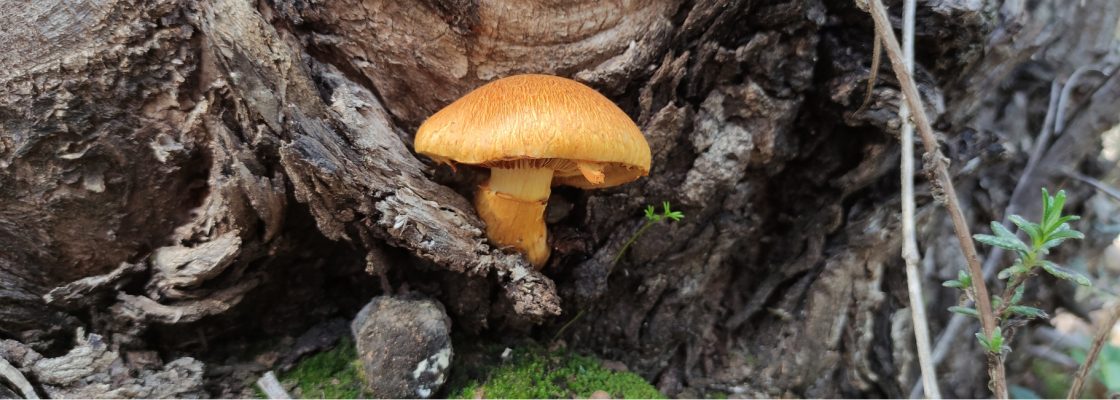 Passeio Micológico Serra d´Ossa | dia 23 de novembro | 09h00 | Largo do Chana: ESGOTADO